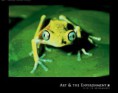 /album/fotogaleria/wothe-konrad-maki-frog-7900586-1-jpg/